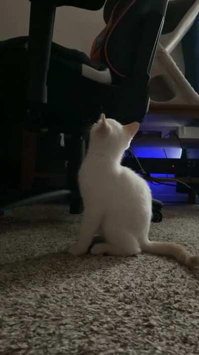 Herbert is getting sassy.