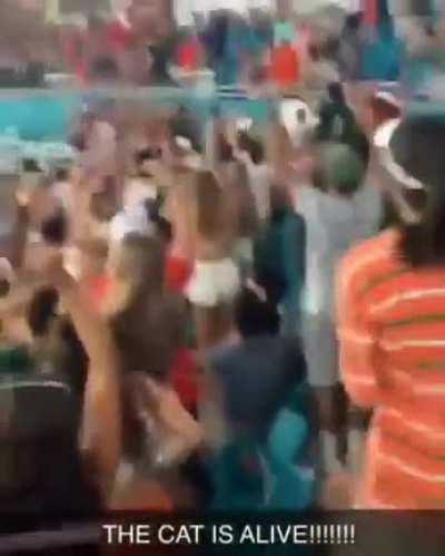 CaT FAllS To ItS DeAtH