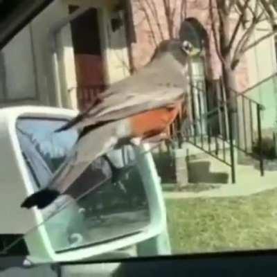 Bird in car wants to stay and be a derp