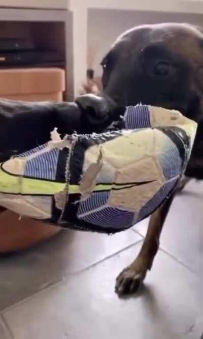 These dogs hit every beat of Cotton Eye Joe