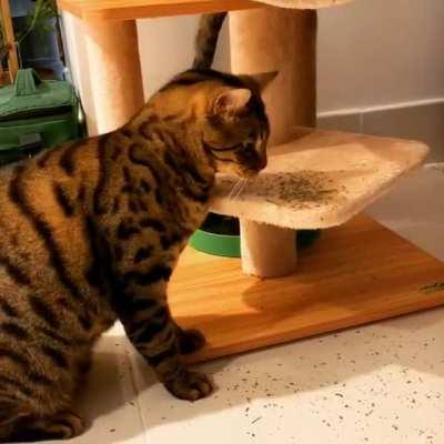 Narcos - Meowxican Cartel Justice (wait for it)