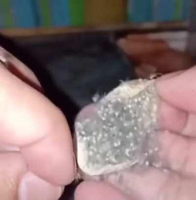 them crawling all around your skin