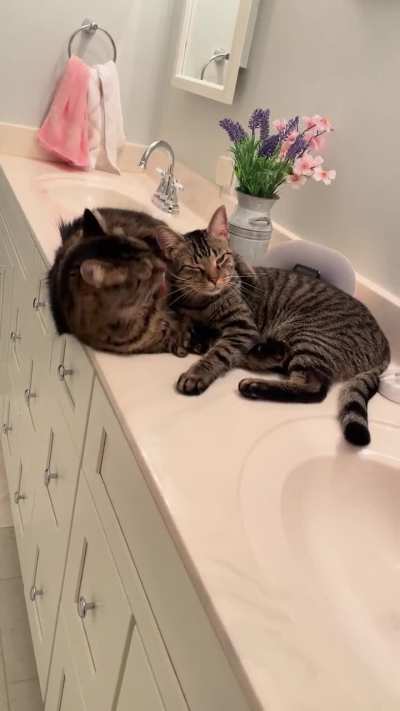 Caught red handed cuddling, a rare sight for the fluff ball