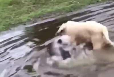 Fishing with the dog