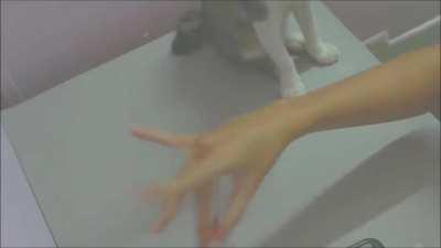 this catto really want some pawttention