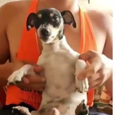 rAgEs DoG pRePaReS tO kIlL hIs OwNeR.