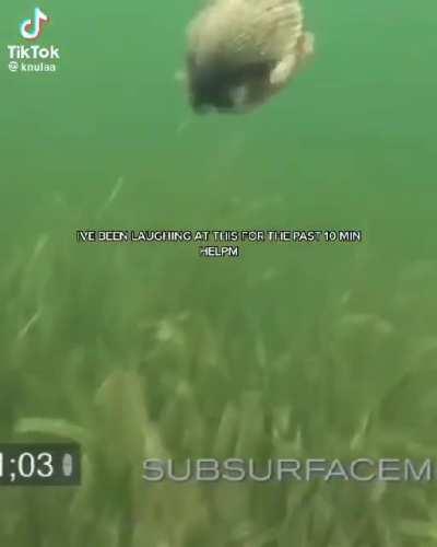 Hotfix by clamworks: clams can walk now