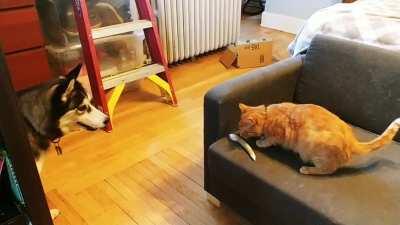 Moon moon and her new buddy