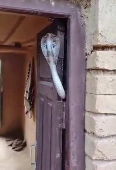 🔥 King Cobra is the 3rd most venomous snake in the world. When it bites, the poison it stings kills a person by tormenting it for 1 hour.