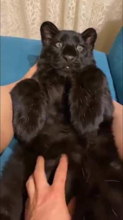 A baby black panther