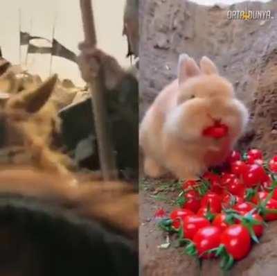 Can u sing, master hobbit?