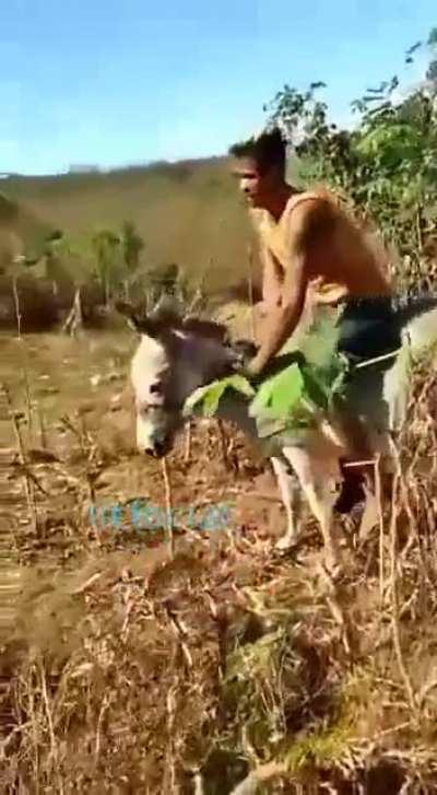 WCGW hitting and kicking a donkey
