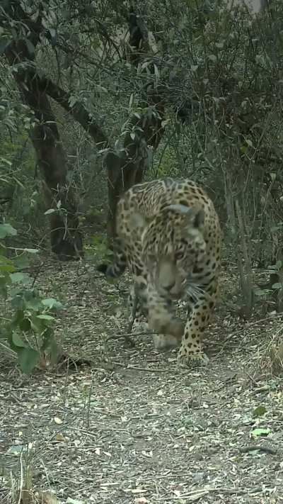 Acaí has officially been released from her enclosure in El Impenetrable National Park, Argentine Chaco. She's the fifth female released so far into the area where jaguars were previously ecologically extinct, and 9th wild jaguar in the park overall.
