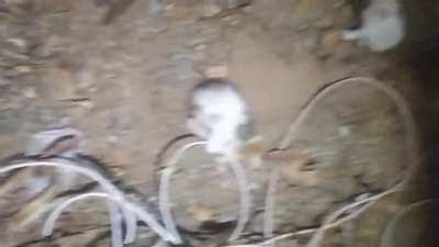 Three little kittens that me and my bf found in the street yesterday (and yes, I adopted them)