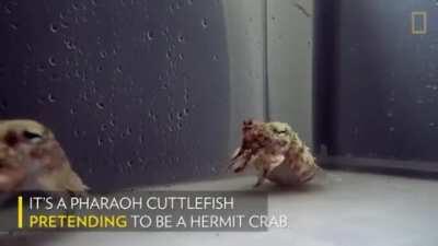 🔥 Pharaoh Cuttlefish pretending to be a Hermit crab