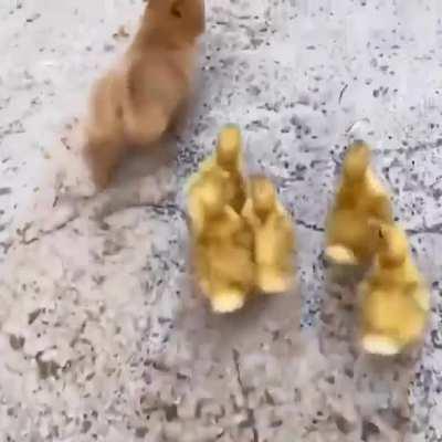 Ducklings and a puppy.. that's all