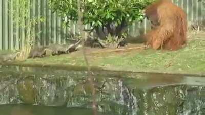 Orangutan taking care of a 