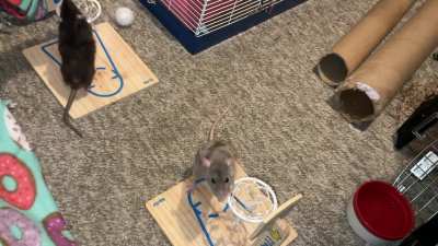 My talented pet rats Crumb (gray) and Jellybean (black) playing vs basketball!