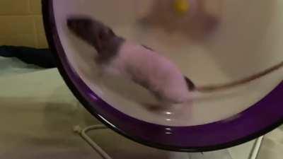 MY FIG WILL RUN FASTER IF YOU CHEER HER ON!!