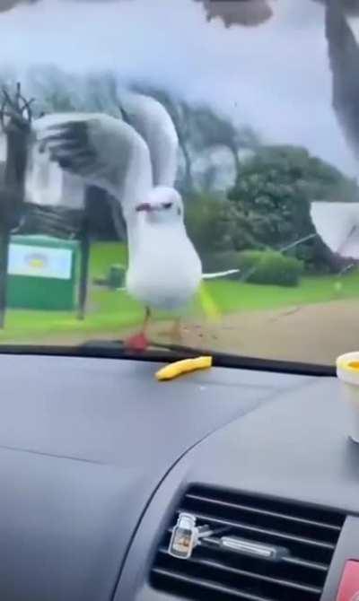 Messing with seagulls!!