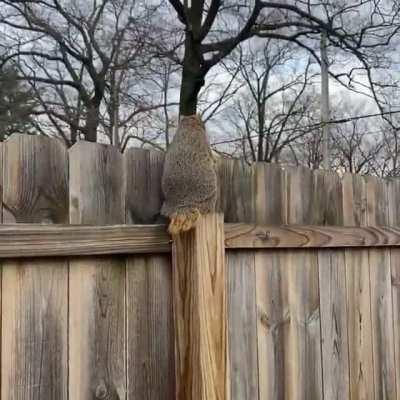 Tail-less Squirrel Gets Her Thanksgiving Feast!