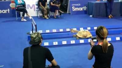 Tortoise and hare racing. Who wins?