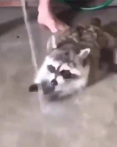 A video that will make you love raccoons