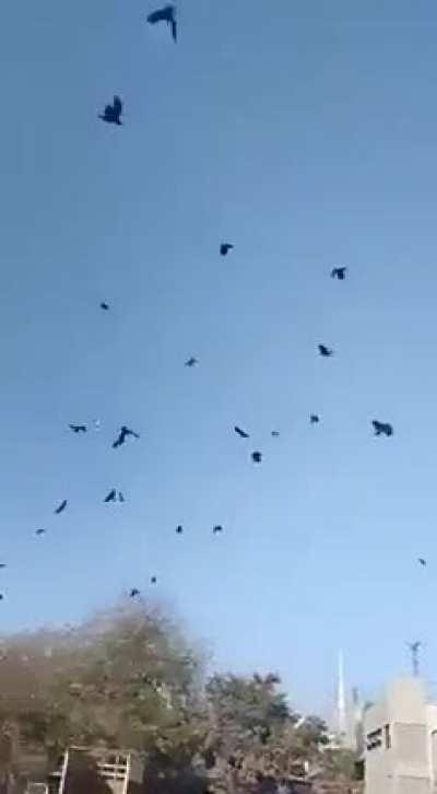 This Indian guy can summon crows anytime he wants.