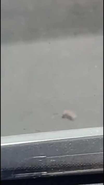 Found this funny mouse vibing in the street and a certain lyric came to mind...