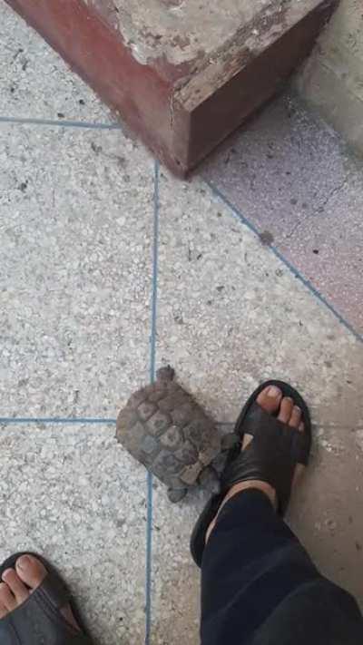 Smol tortoise is doin a bonk