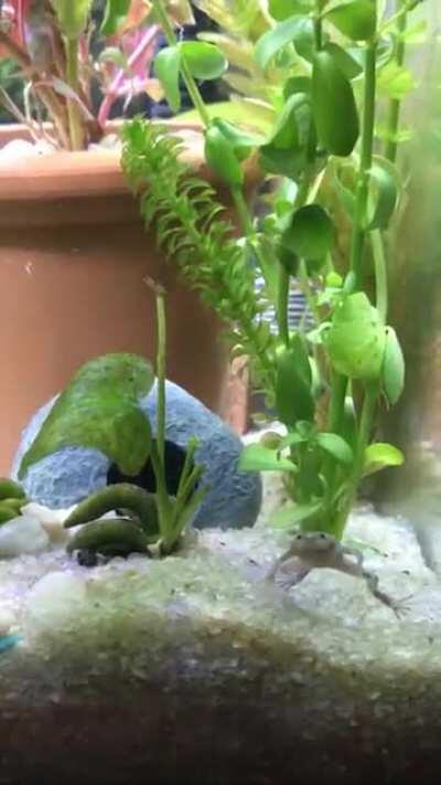 My little crazy frog is on the mission... lol