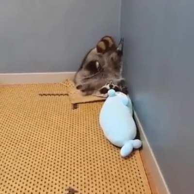 A trash panda making a valiant effort to intimidate his seal plushie