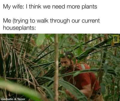 I do love our indoor jungle