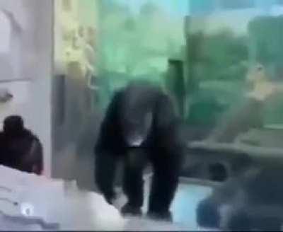 Yes yes yes No Chad Chimp