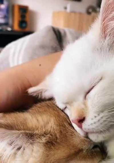 Beautiful moment of 2 kitties cuddling