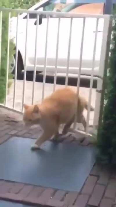 El pana Miguel ahora tiene un cuerpo no normativo