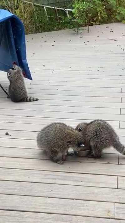 Looks like it's lunchtime for the kids at my place