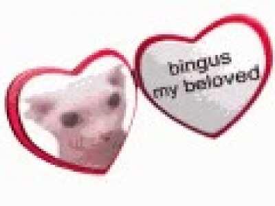bingus