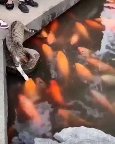 Pet the damn... goldfish?