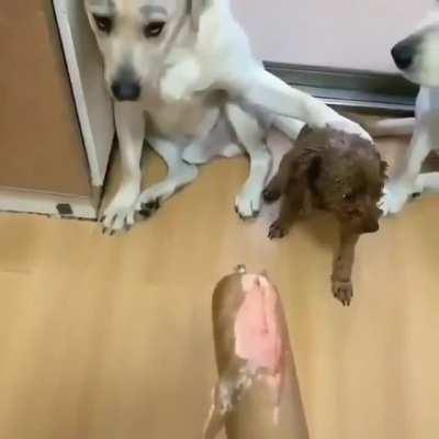 they told him not to, but he didn't listen.