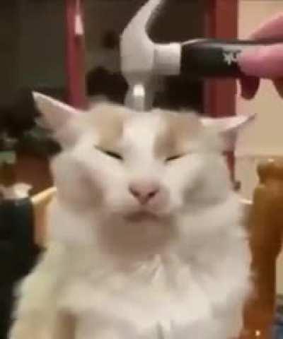 CaT GetS BEatEN To DeATh