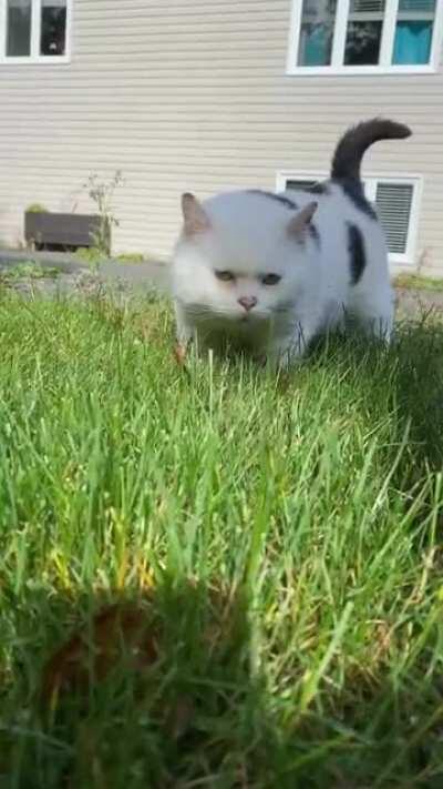 Walk with a little chonk.