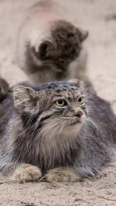 Manul and mini manuls