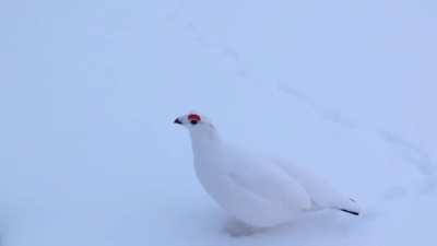 🔥 The male Willow Ptarmigan sounds like an Imperial Probe Droid from Star Wars