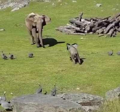 Awkward baby elephant