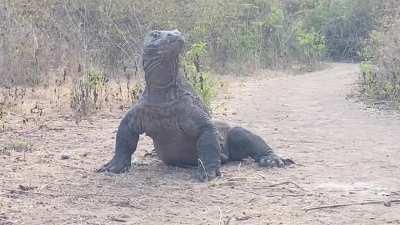 Baby goats screams heard from in inside komodo Dragon 🐐🦎
