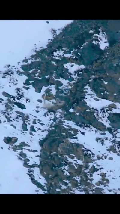 Snow leopard hunting an ibex. 