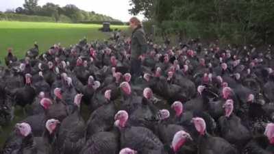 These turkeys laughing at/with this reporter