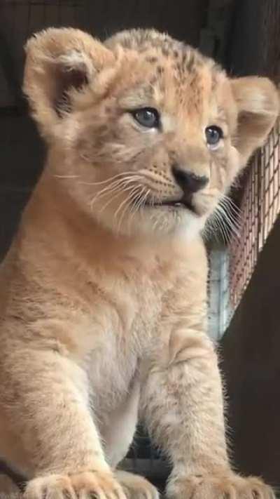 Simba :)