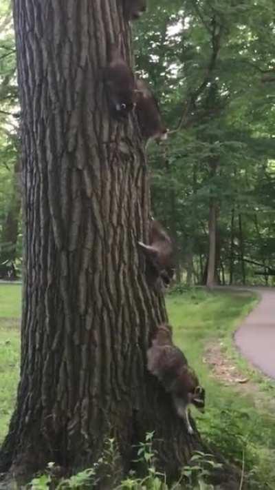 Eeeeeasy does it! My partner has been seeing these guys almost every day for the past couple weeks :]